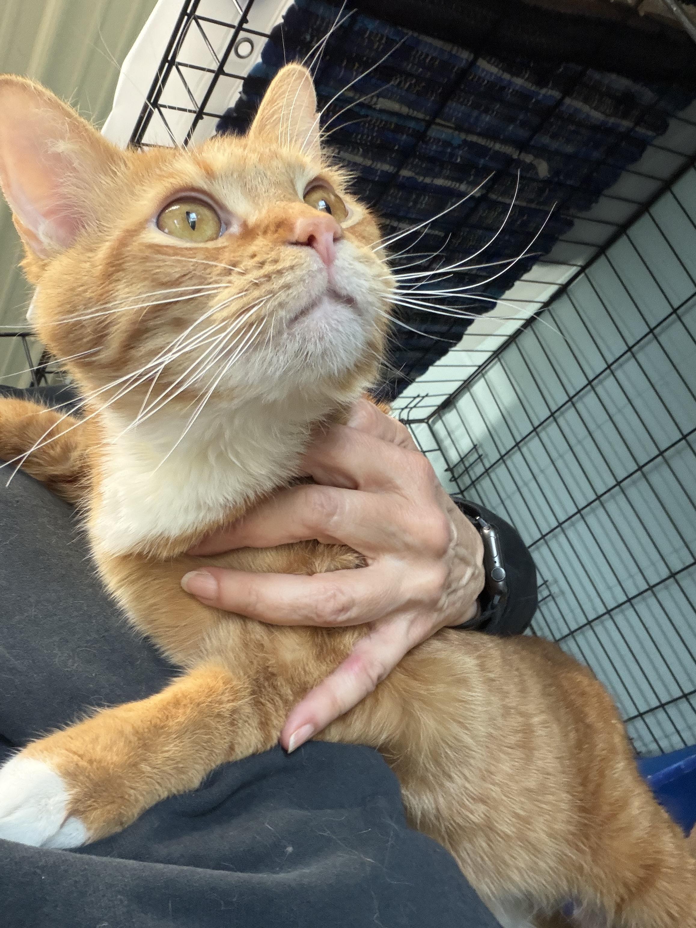 Enlarge Kevin, an adopted Domestic Short Hair in Warren, OH image 4/4