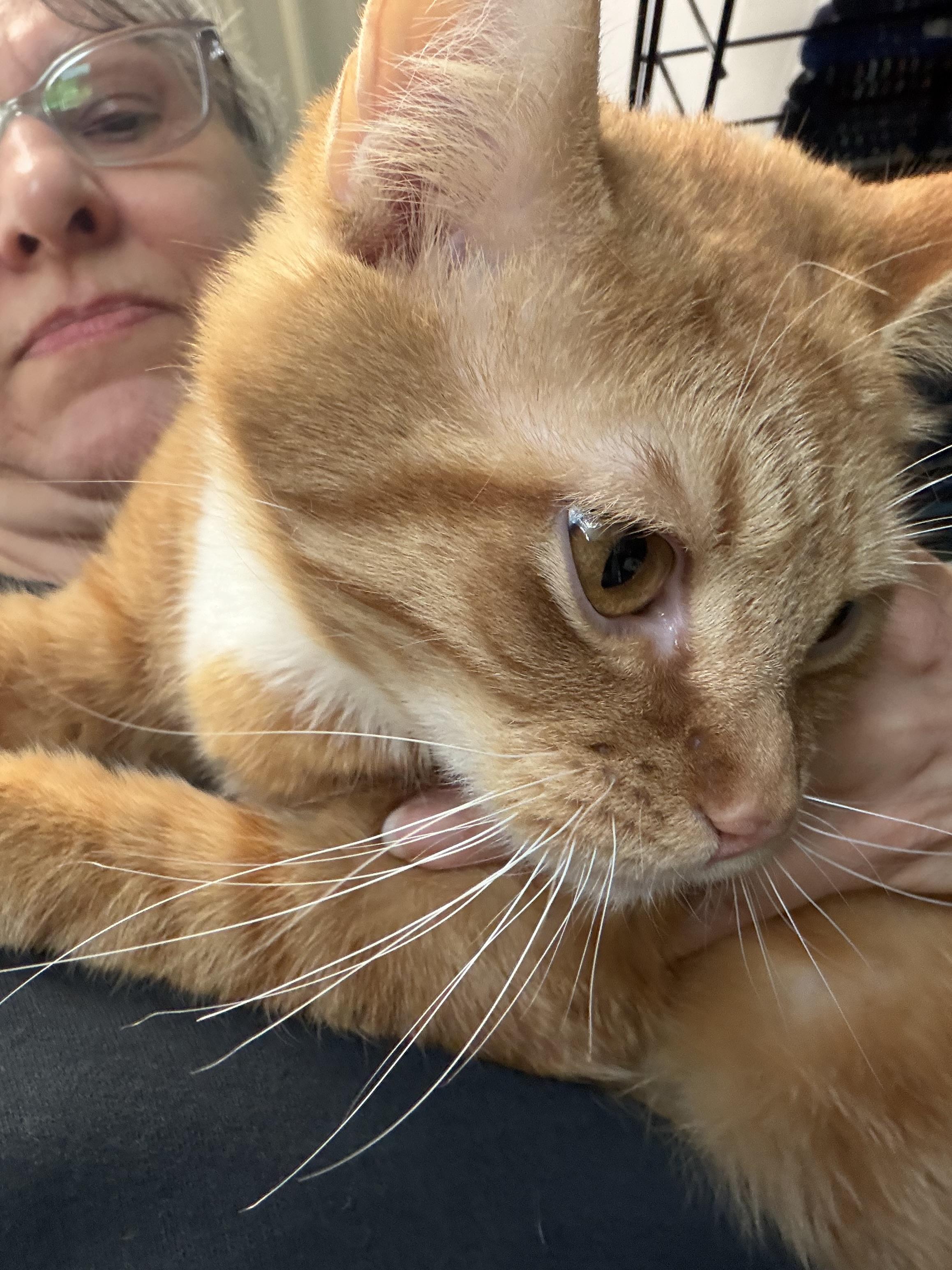 Enlarge Kevin, an adopted Domestic Short Hair in Warren, OH image 3/4