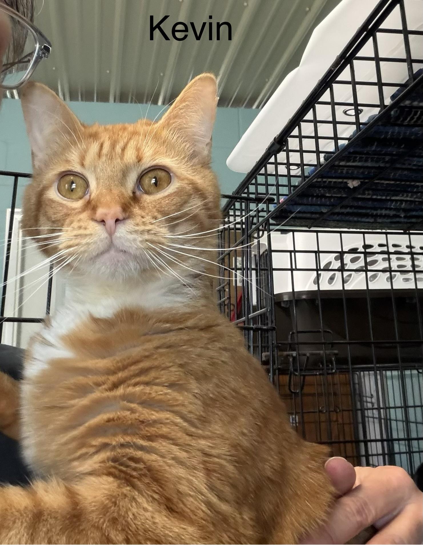 Enlarge Kevin, an adopted Domestic Short Hair in Warren, OH image 1/4