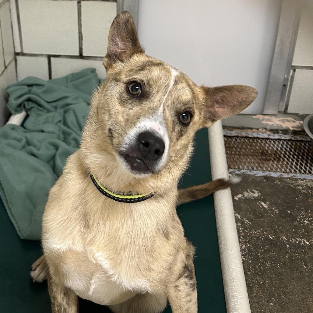Tigger, Adoptable, Young Male Cattle Dog.