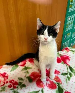 Pinto, Adoptable, Kitten Female Domestic Short Hair.