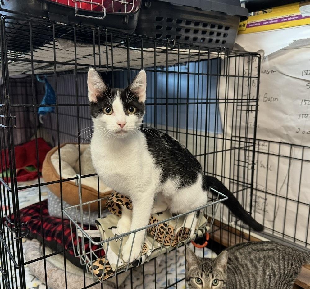 Enlarge Pinto, a Adoptable mixed breed in Woodbridge, VA image 2/2