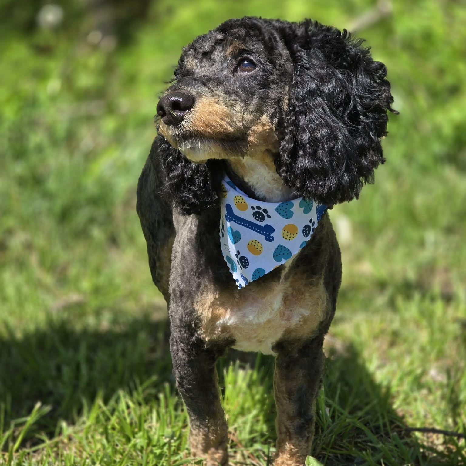 Hershel, adopted, Young Male Bernedoodle & Dachshund.