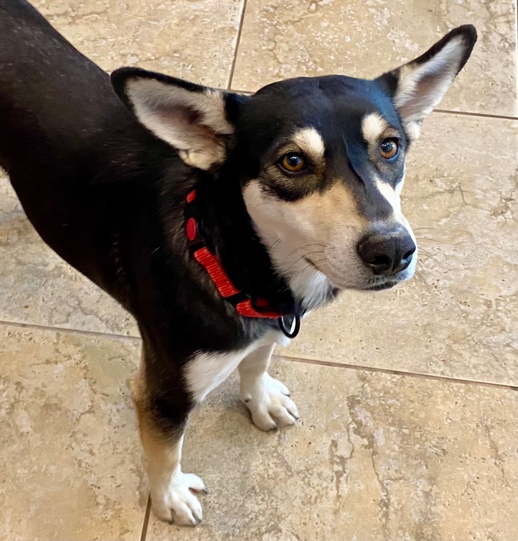 Enlarge Mya, a Adopted mixed breed in Tucson, AZ image 2/6