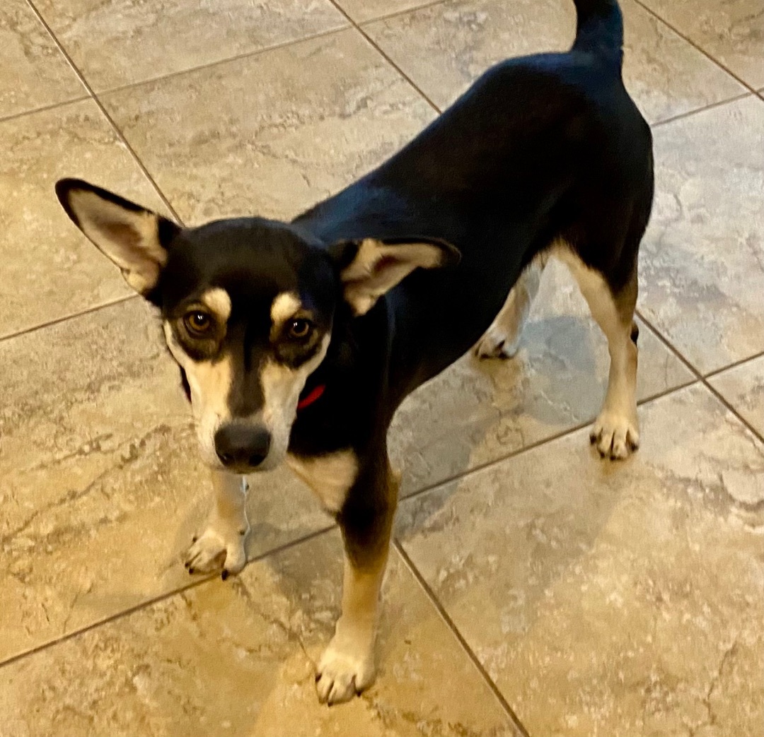 Enlarge Mya, a Adopted mixed breed in Tucson, AZ image 3/6