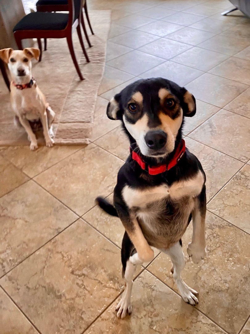 Enlarge Mya, a Adopted mixed breed in Tucson, AZ image 4/6