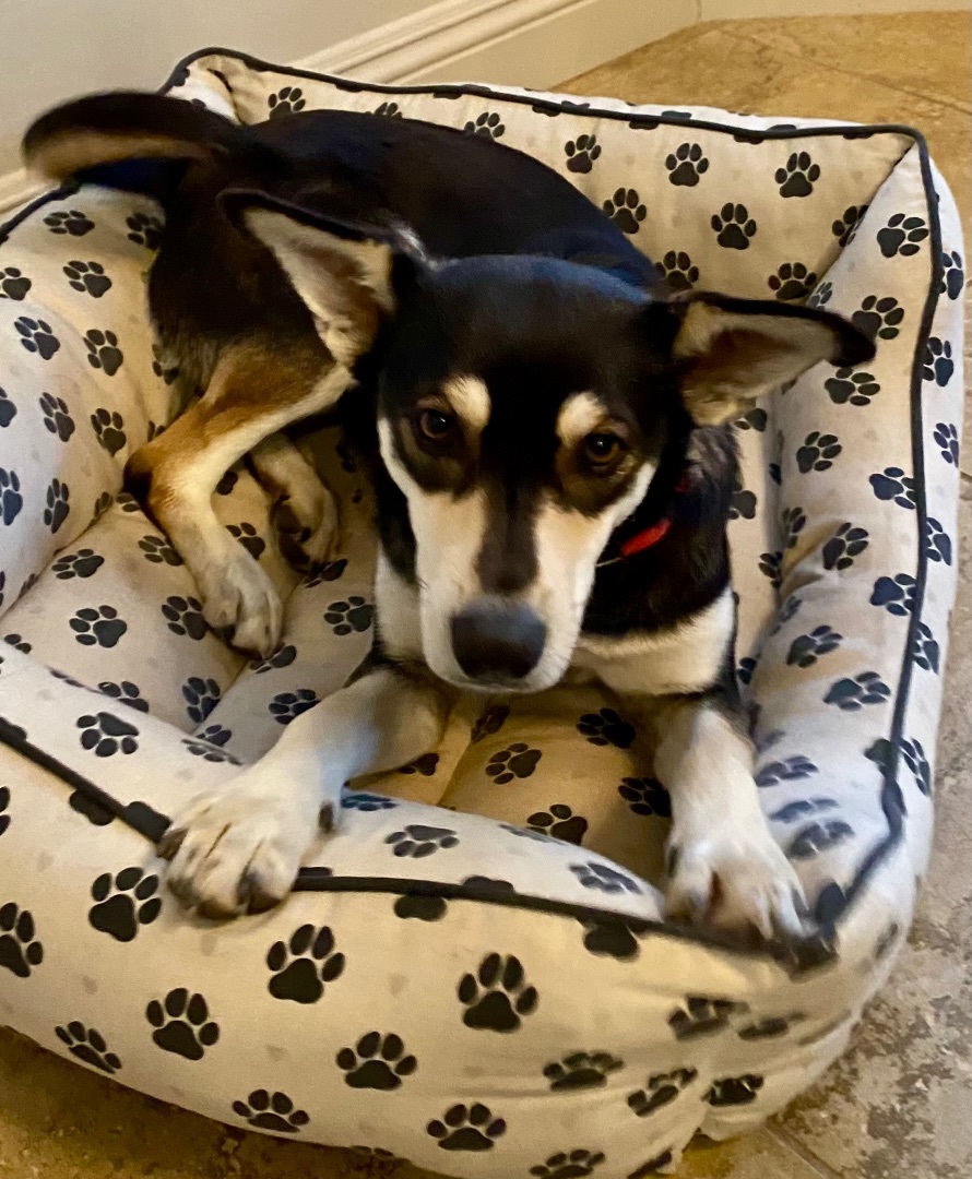 Enlarge Mya, a Adopted mixed breed in Tucson, AZ image 5/6