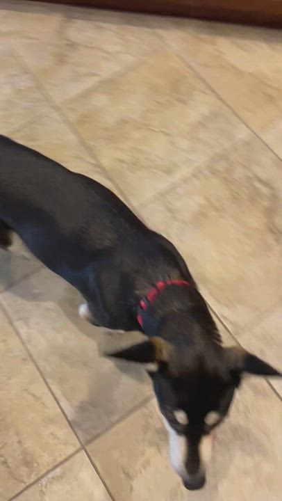 Enlarge Mya, a Adopted mixed breed in Tucson, AZ video 6/6