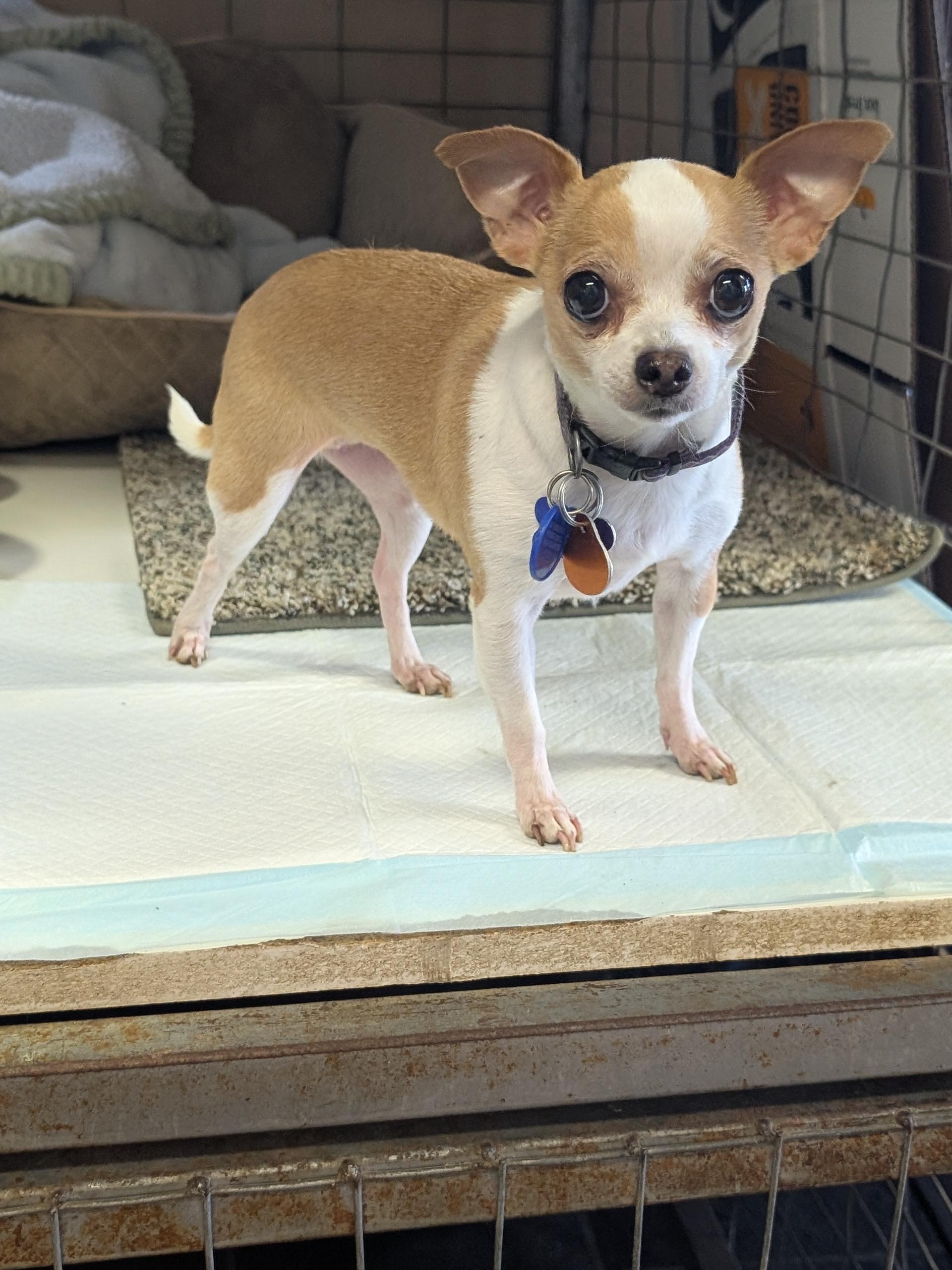 Posey, ADOPTABLE, Adult Female Chihuahua.