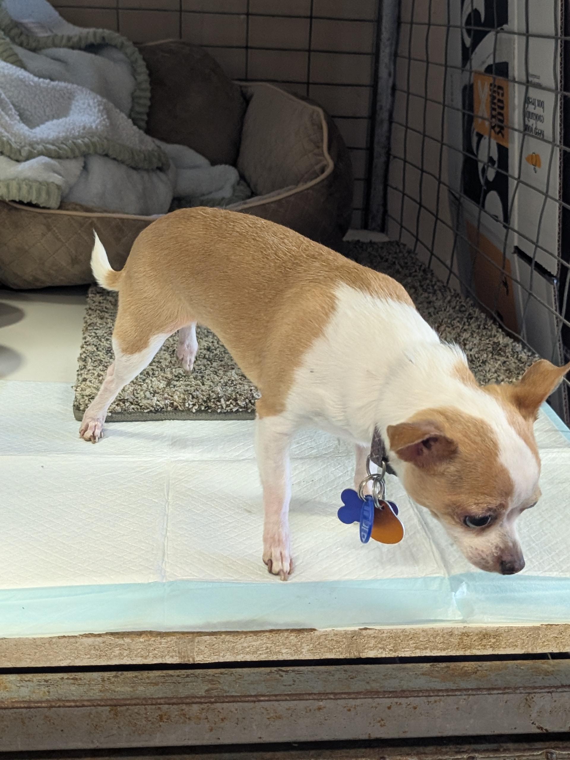 Posey, a ADOPTABLE Chihuahua in COEUR D ALENE, ID image 2/3