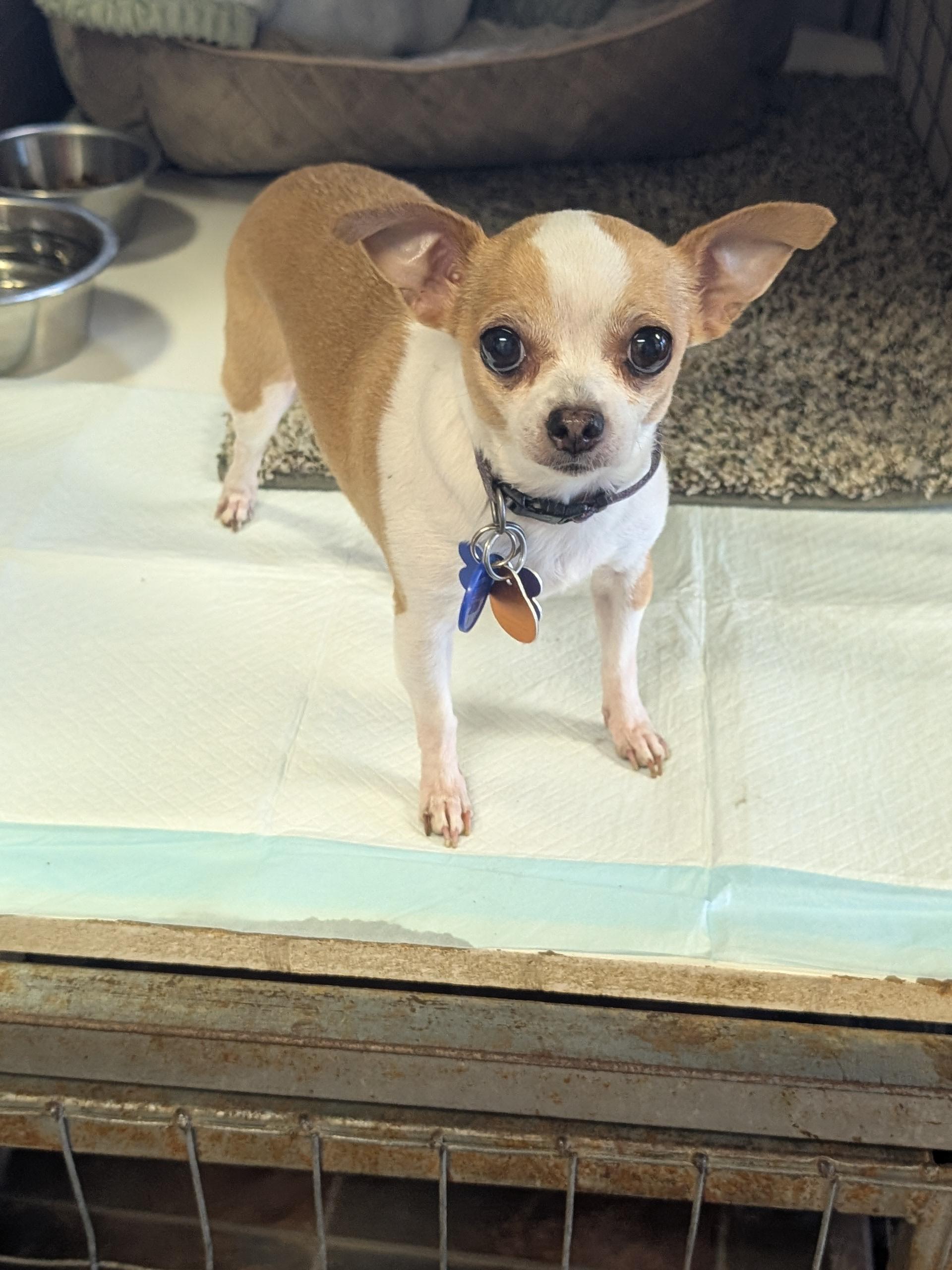 Posey, a ADOPTABLE Chihuahua in COEUR D ALENE, ID image 3/3