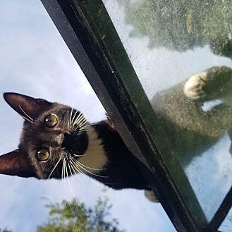 Enlarge Cole, a Adoptable Domestic Short Hair in Ocala, FL image 1/6