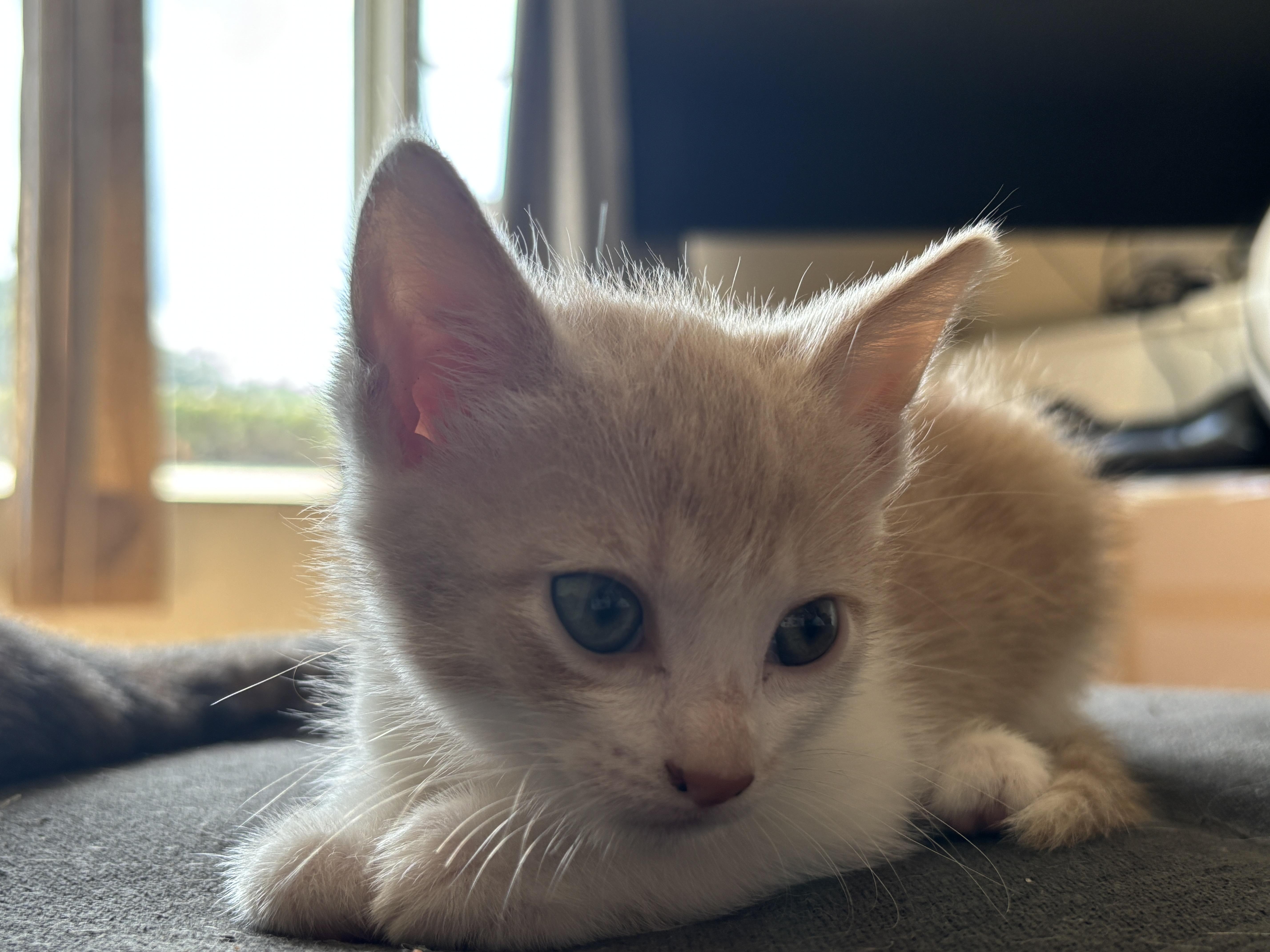 Maya