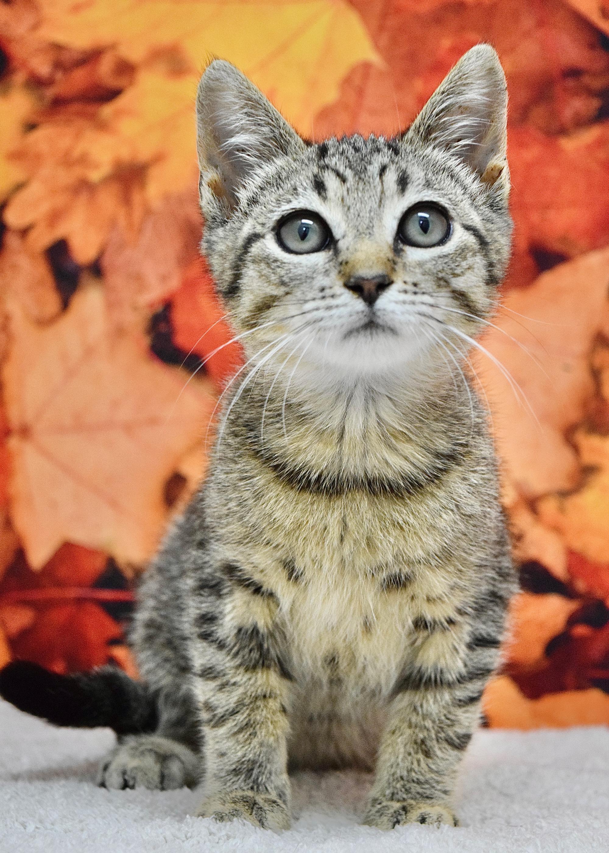 Enlarge Salem, a Adoptable Domestic Short Hair in Dublin, CA image 1/1