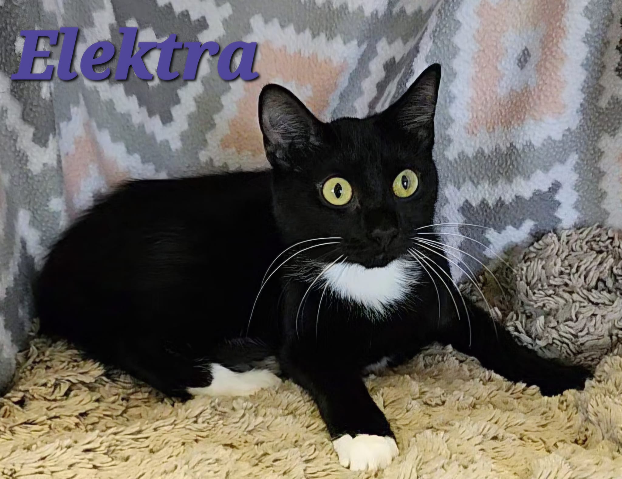 Elektra, a Adoptable Tuxedo in Macon, GA image 2/3