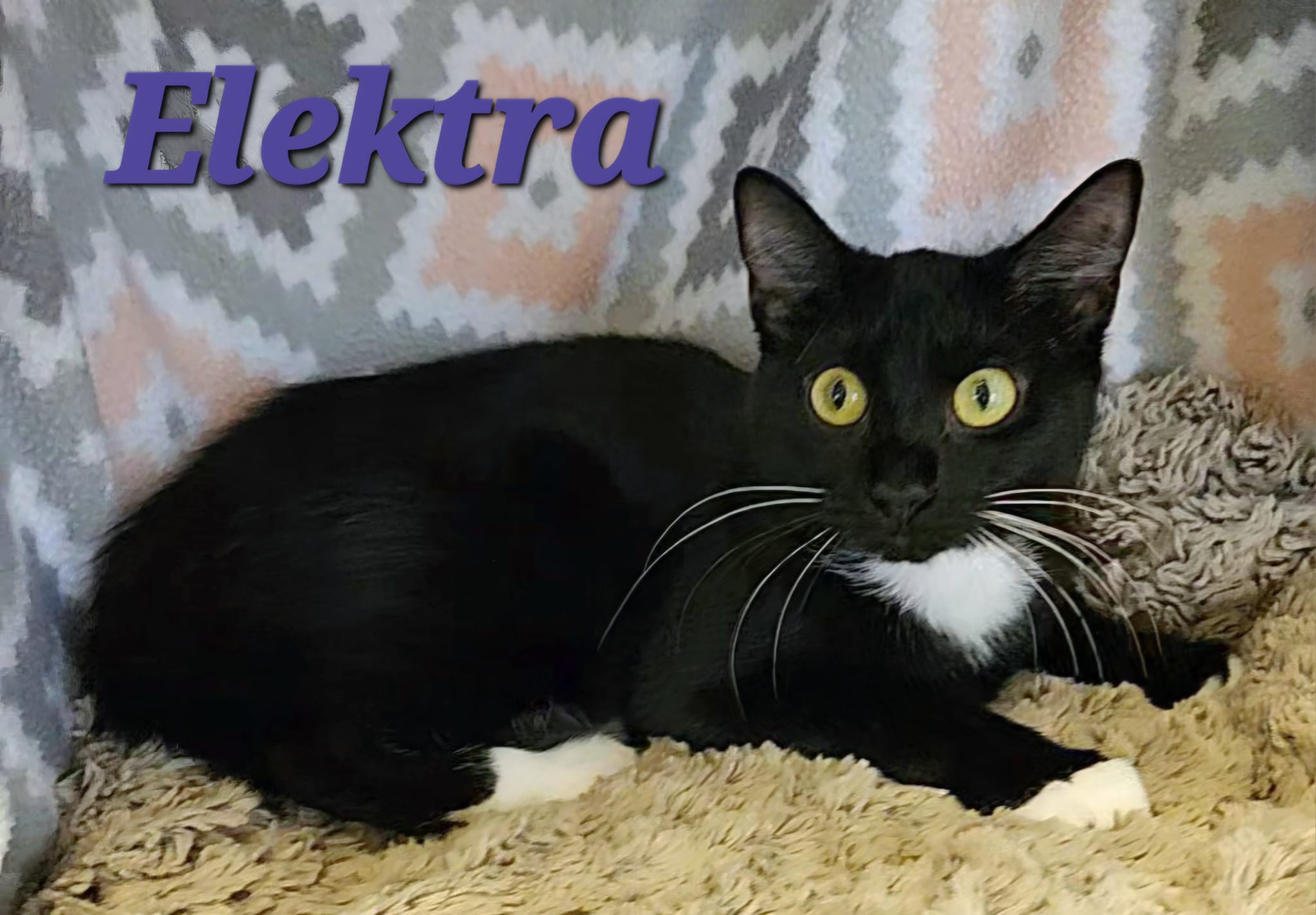 Elektra, a Adoptable Tuxedo in Macon, GA image 1/3