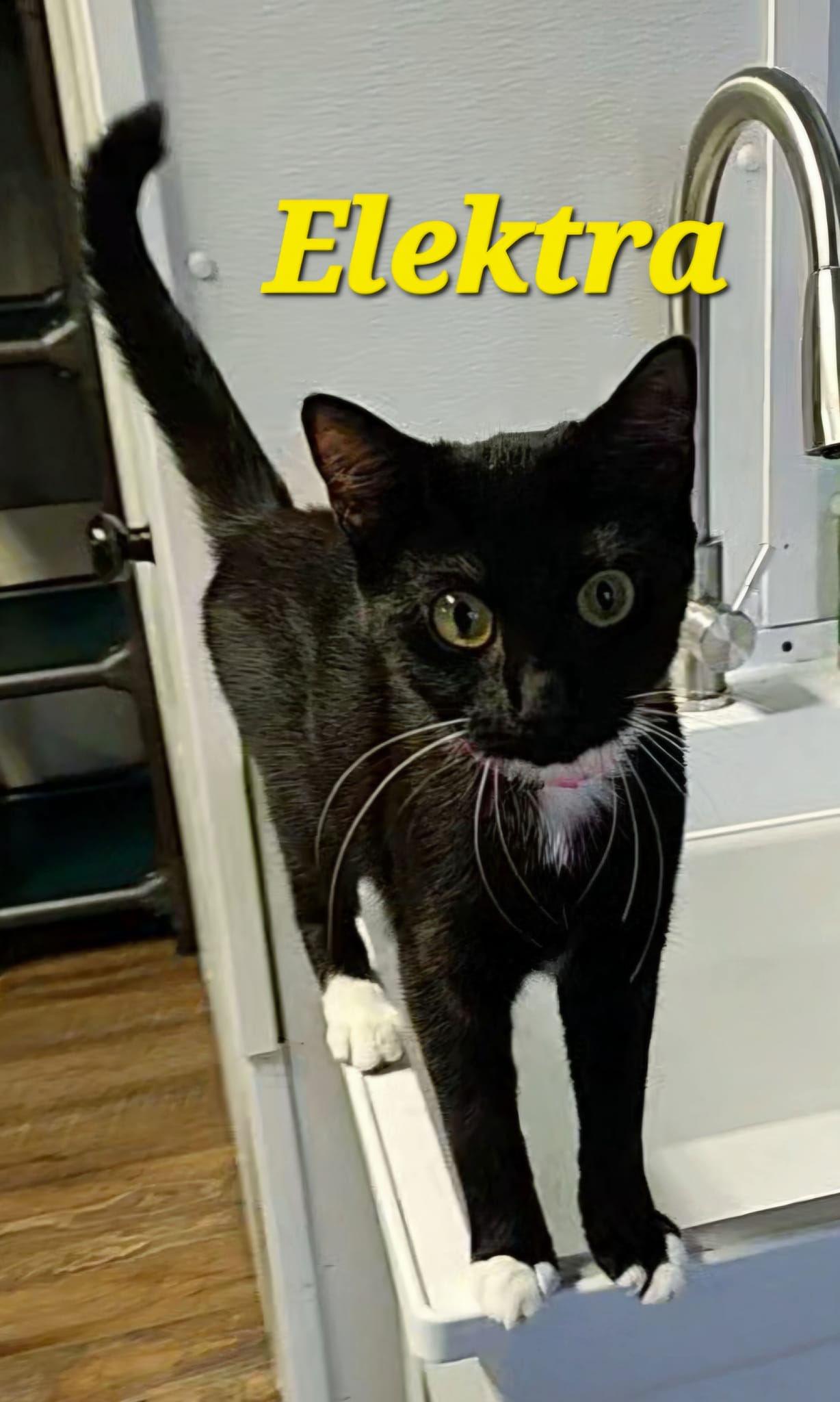 Elektra, a Adoptable Tuxedo in Macon, GA image 3/3