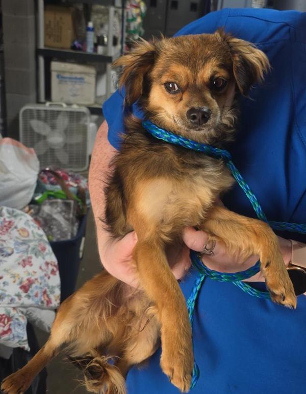 26-03-0872 Keith, Adoptable, Adult Male Terrier.