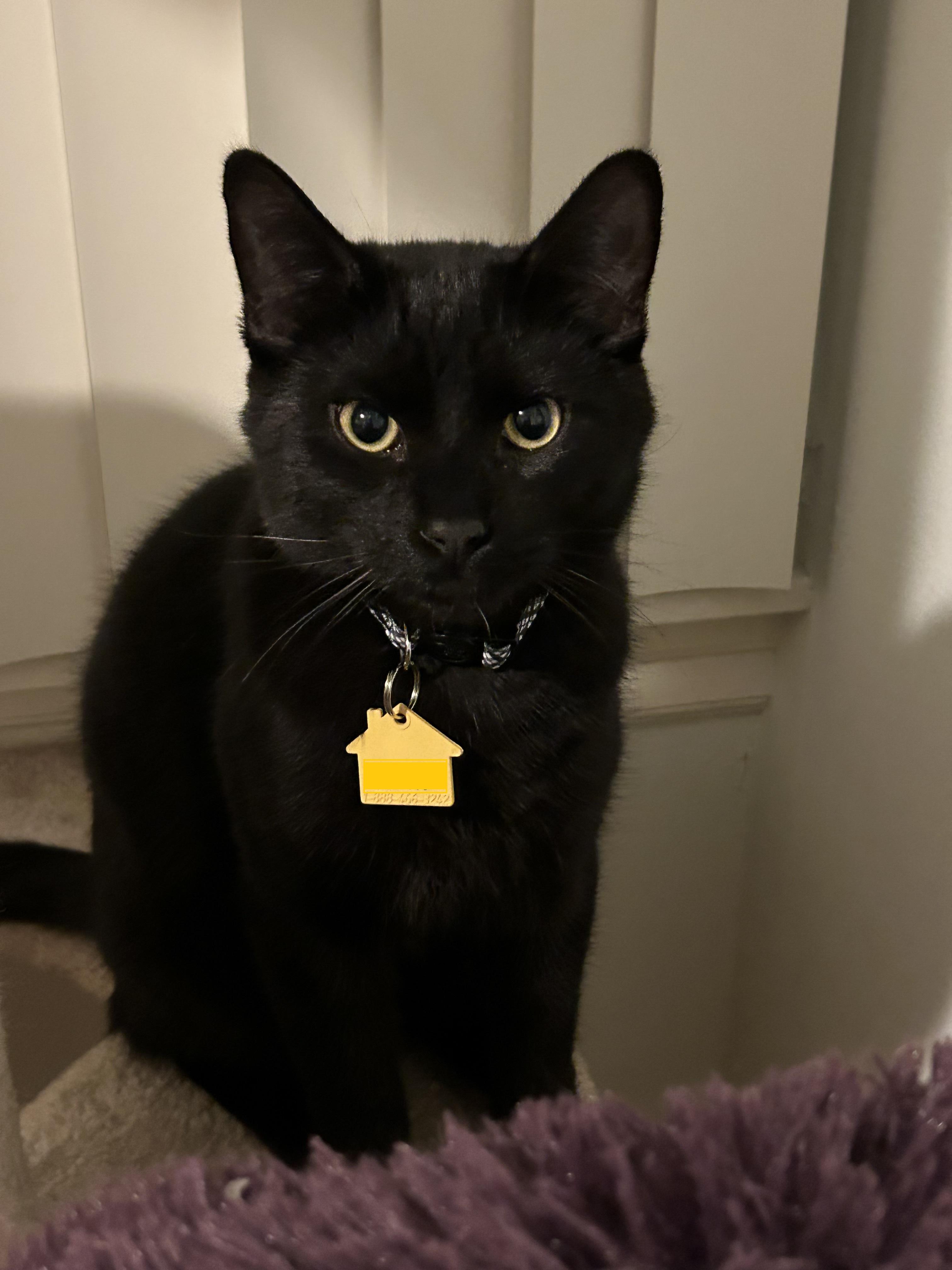 Jett, Young Male Domestic Short Hair