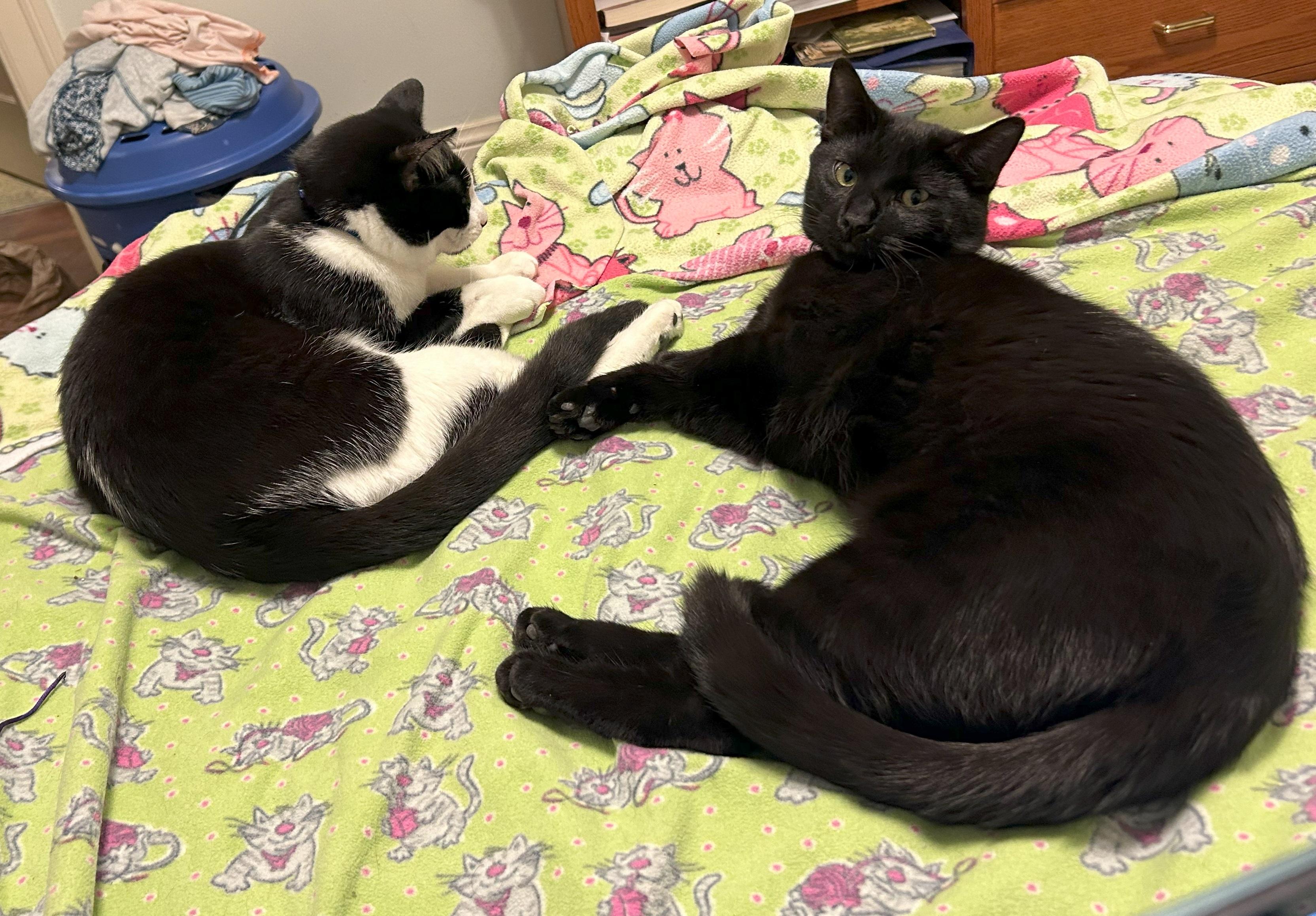 Enlarge Jett, a Adoptable mixed breed in San Francisco, CA image 5/6