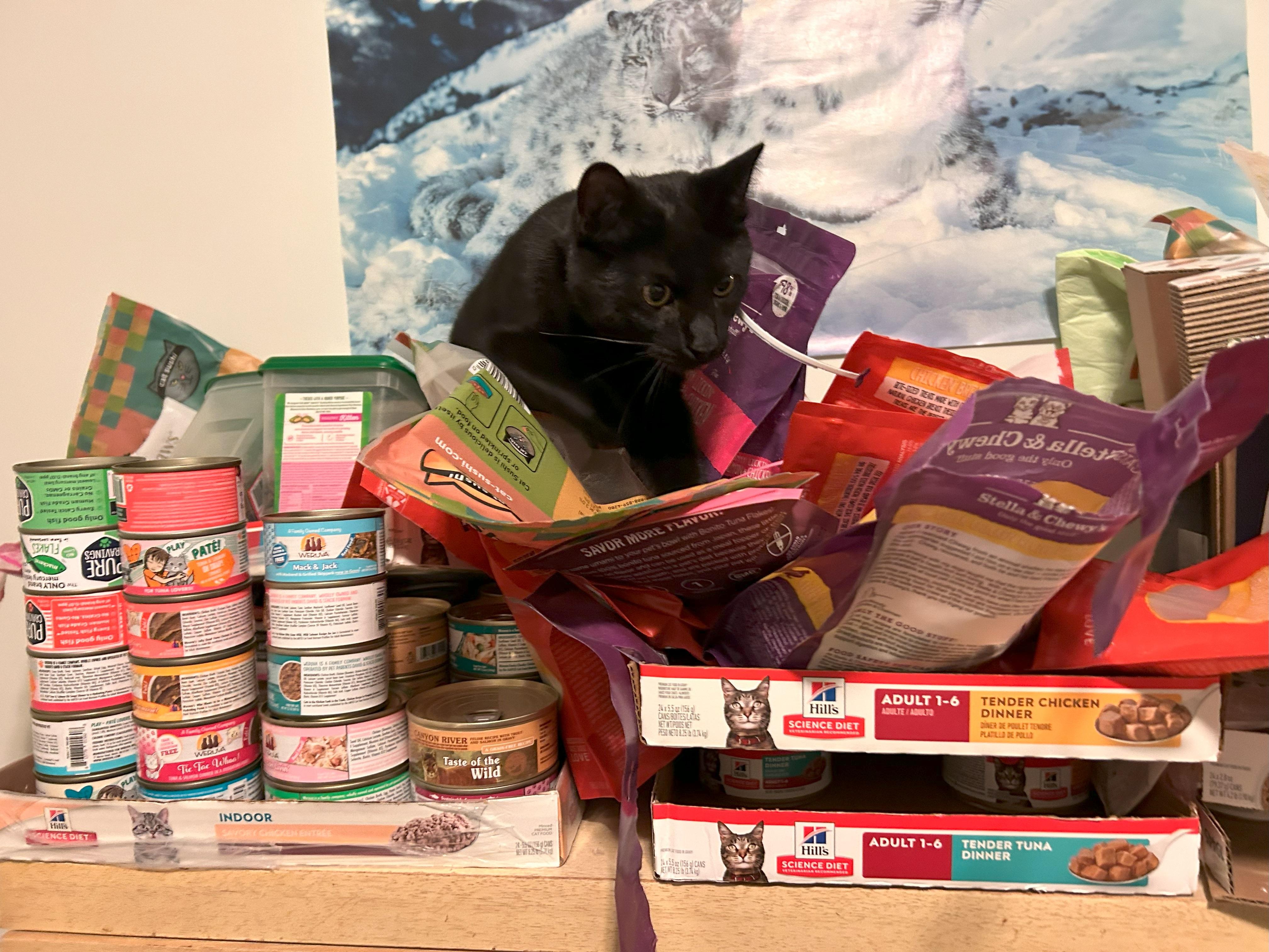 Enlarge Jett, a Adoptable mixed breed in San Francisco, CA image 4/6