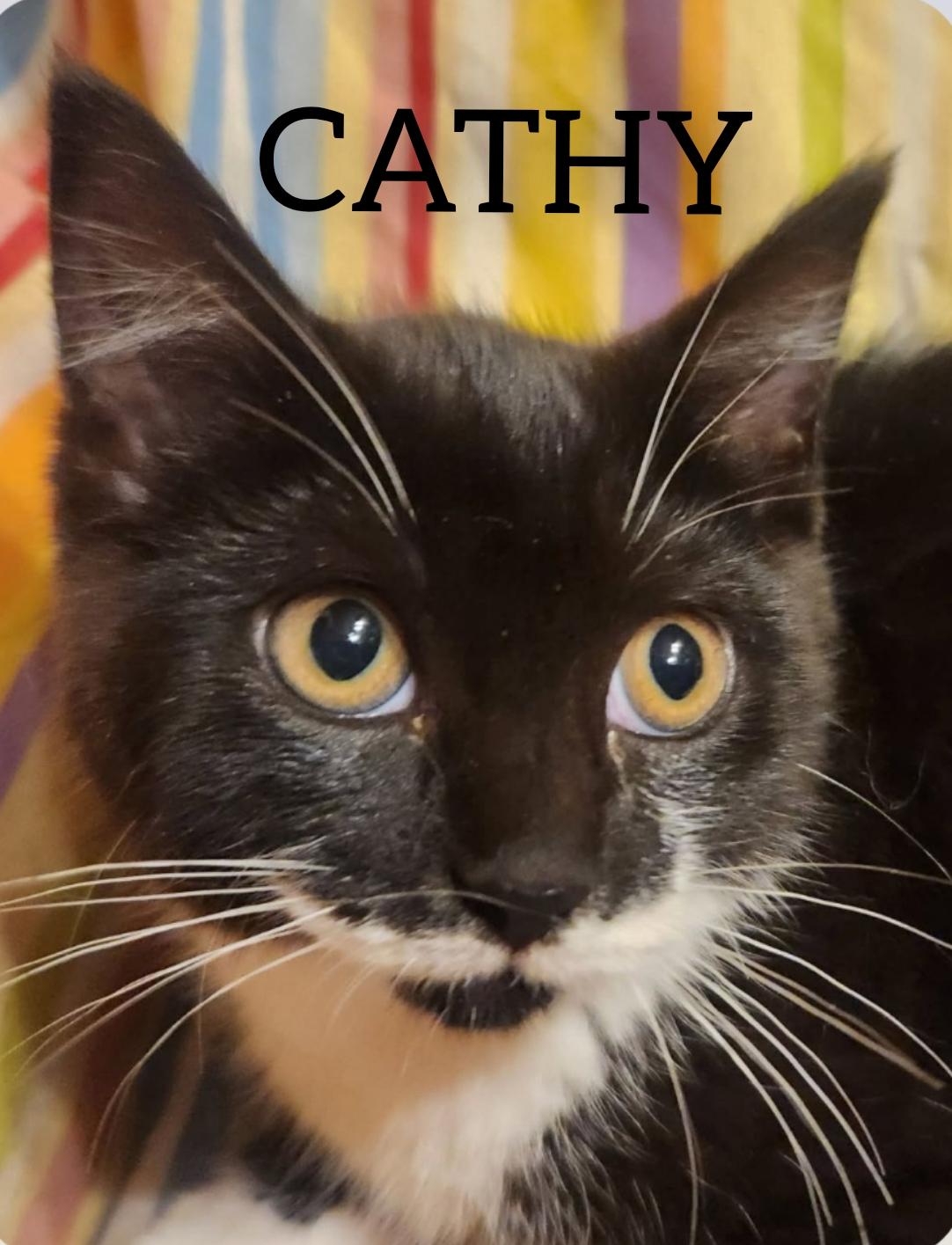 Cathy & Peggy, a Adoptable Domestic Short Hair in Lansdowne, PA image 1/4