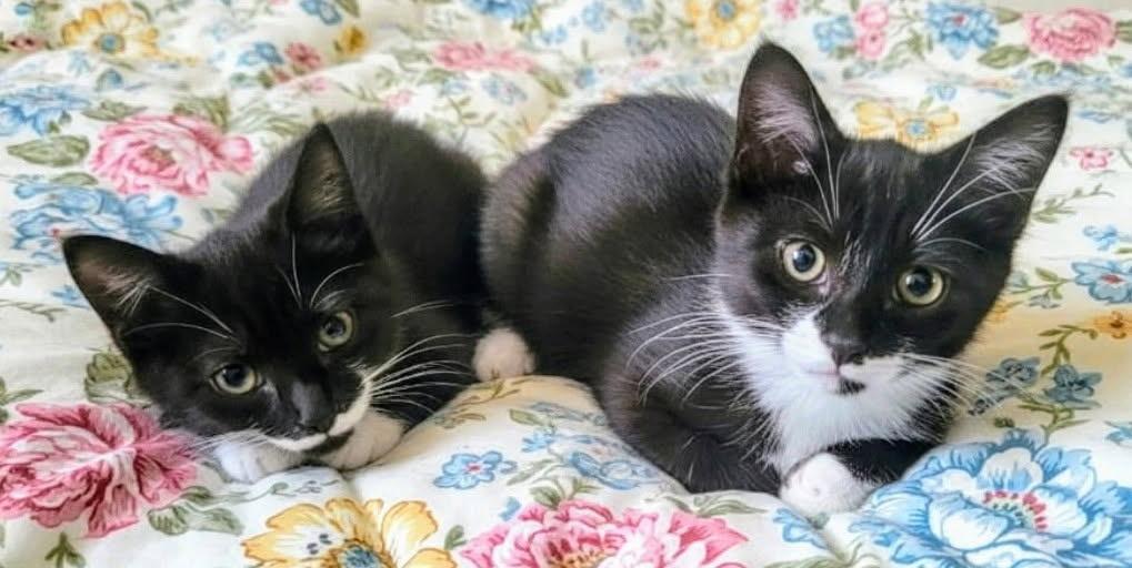 Cathy & Peggy, a Adoptable Domestic Short Hair in Lansdowne, PA image 2/4