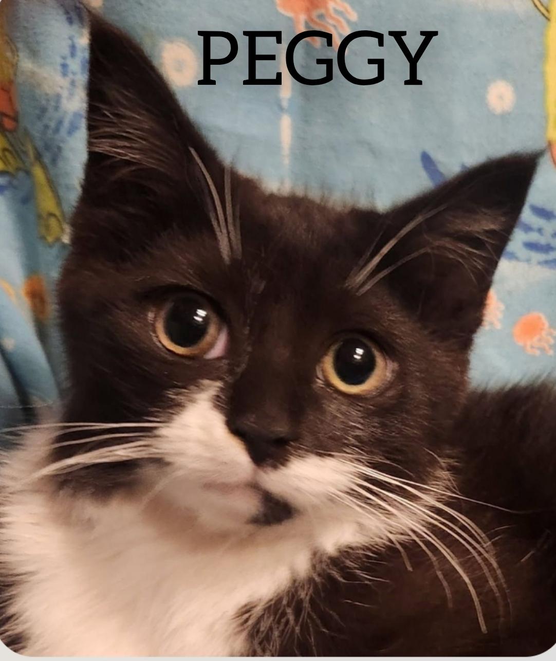 Cathy & Peggy, a Adoptable Domestic Short Hair in Lansdowne, PA image 3/4