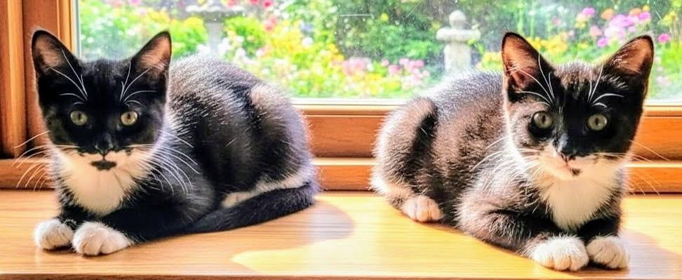 Cathy & Peggy, a Adoptable Domestic Short Hair in Lansdowne, PA image 4/4