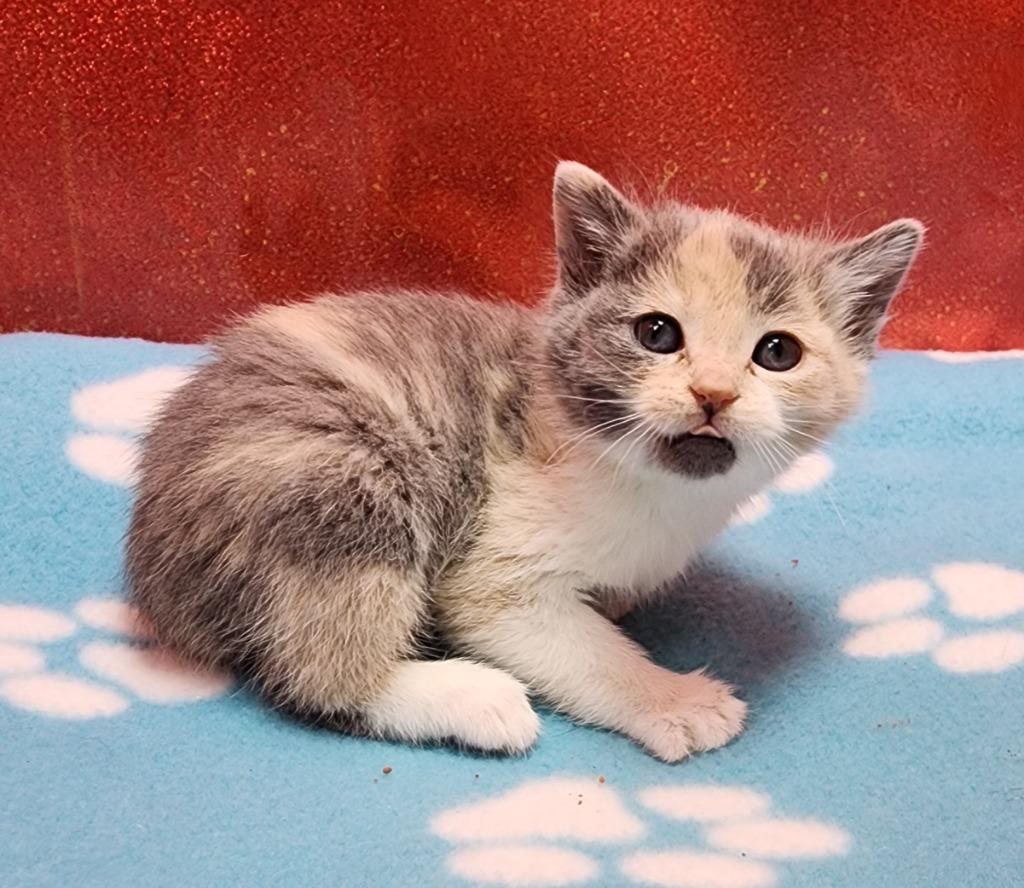 Soaphia, Adoptable, Kitten Female Domestic Short Hair.