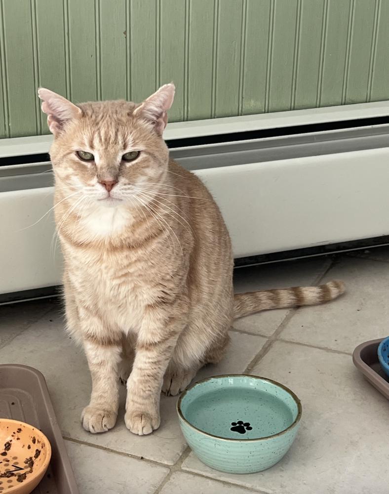 Gordon, Adoptable, Young Male Domestic Short Hair.