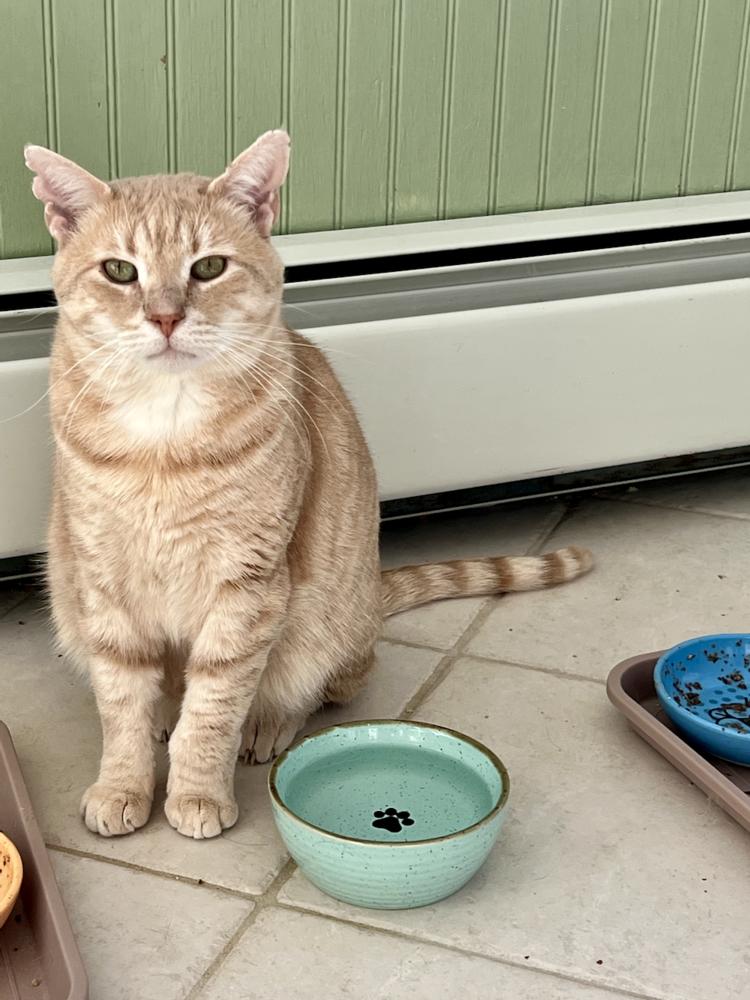 Gordon, a Adoptable mixed breed in Oradell, NJ image 2/3