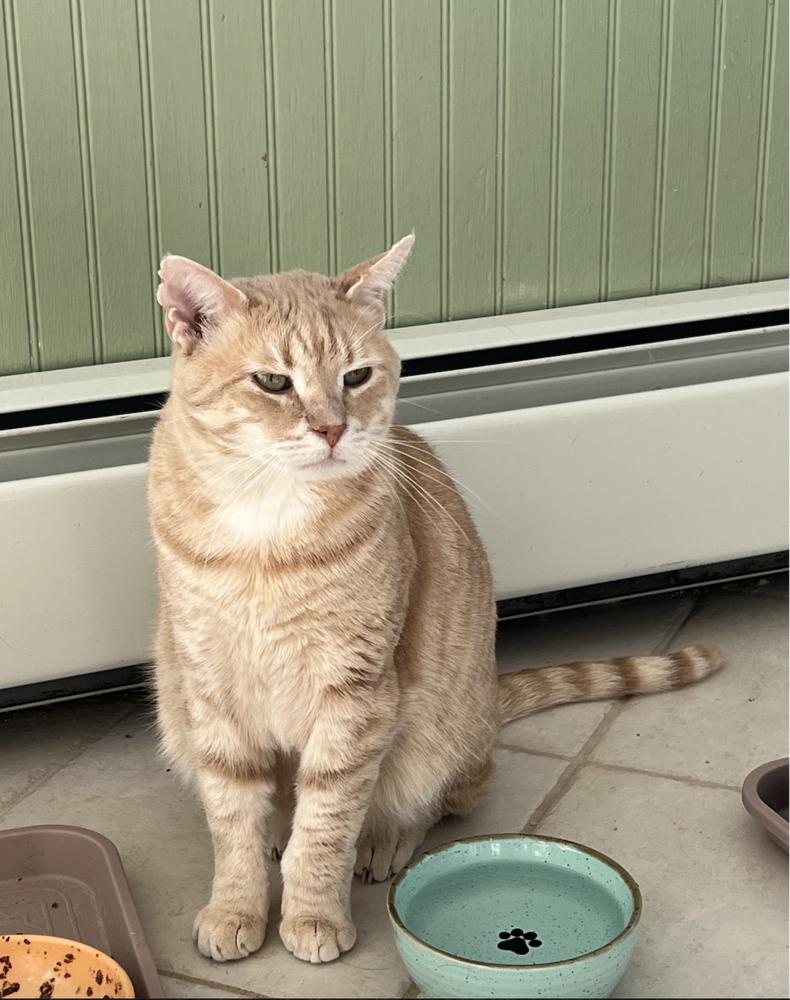 Gordon, a Adoptable mixed breed in Oradell, NJ image 3/3