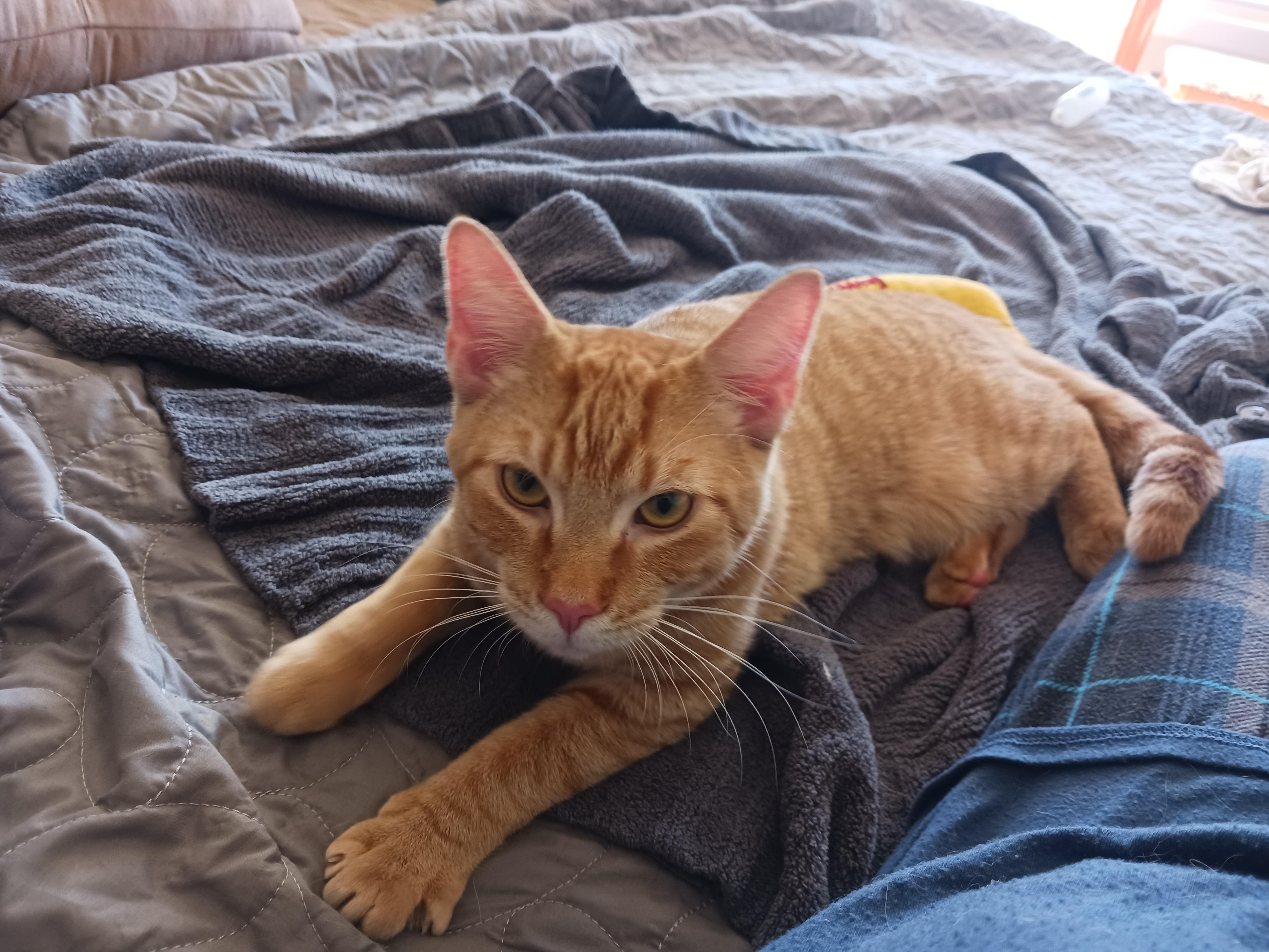 Butterfinger, Adoptable, Young Male Domestic Short Hair.