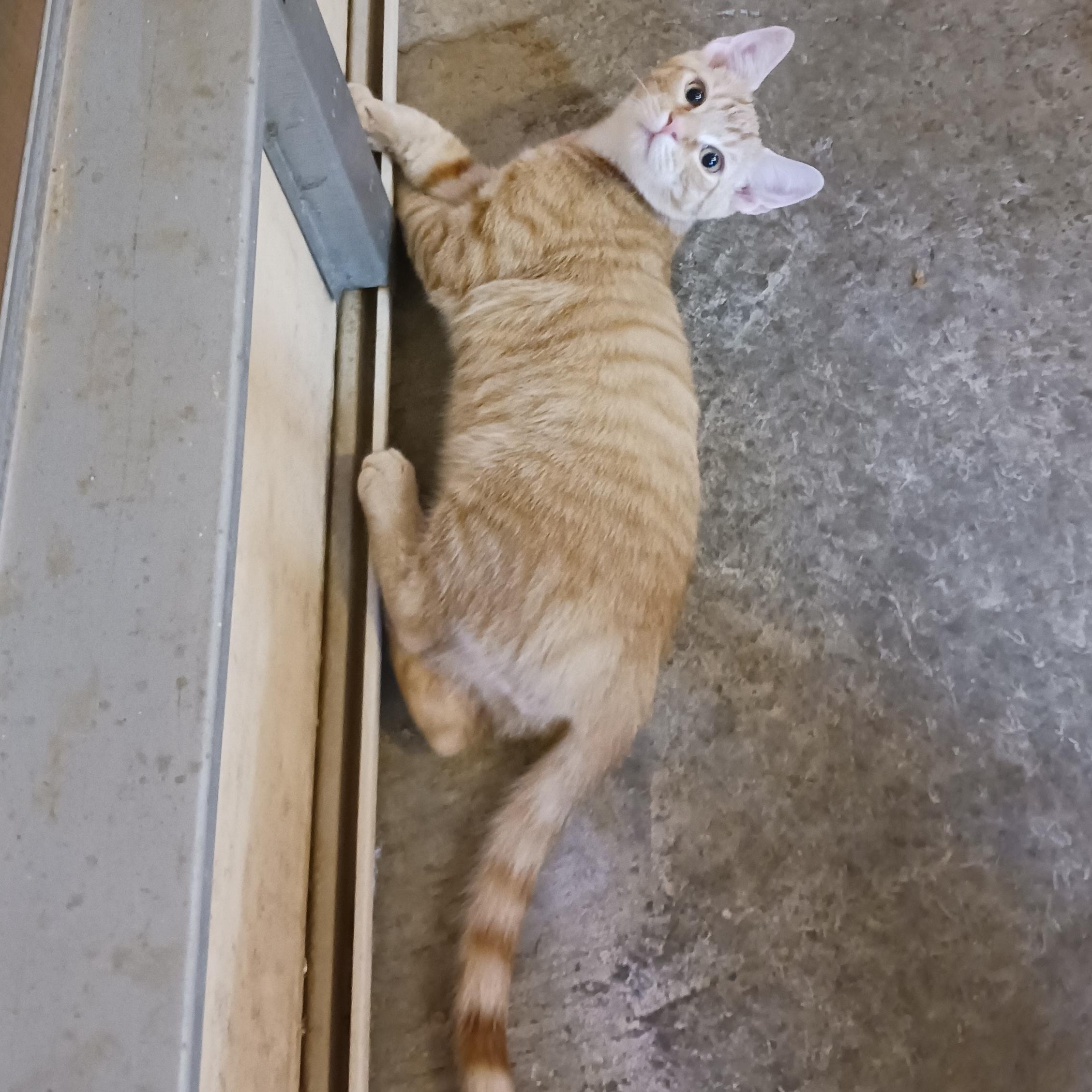 Enlarge Butterfinger, a Adoptable Domestic Short Hair in Morgantown, WV image 4/5