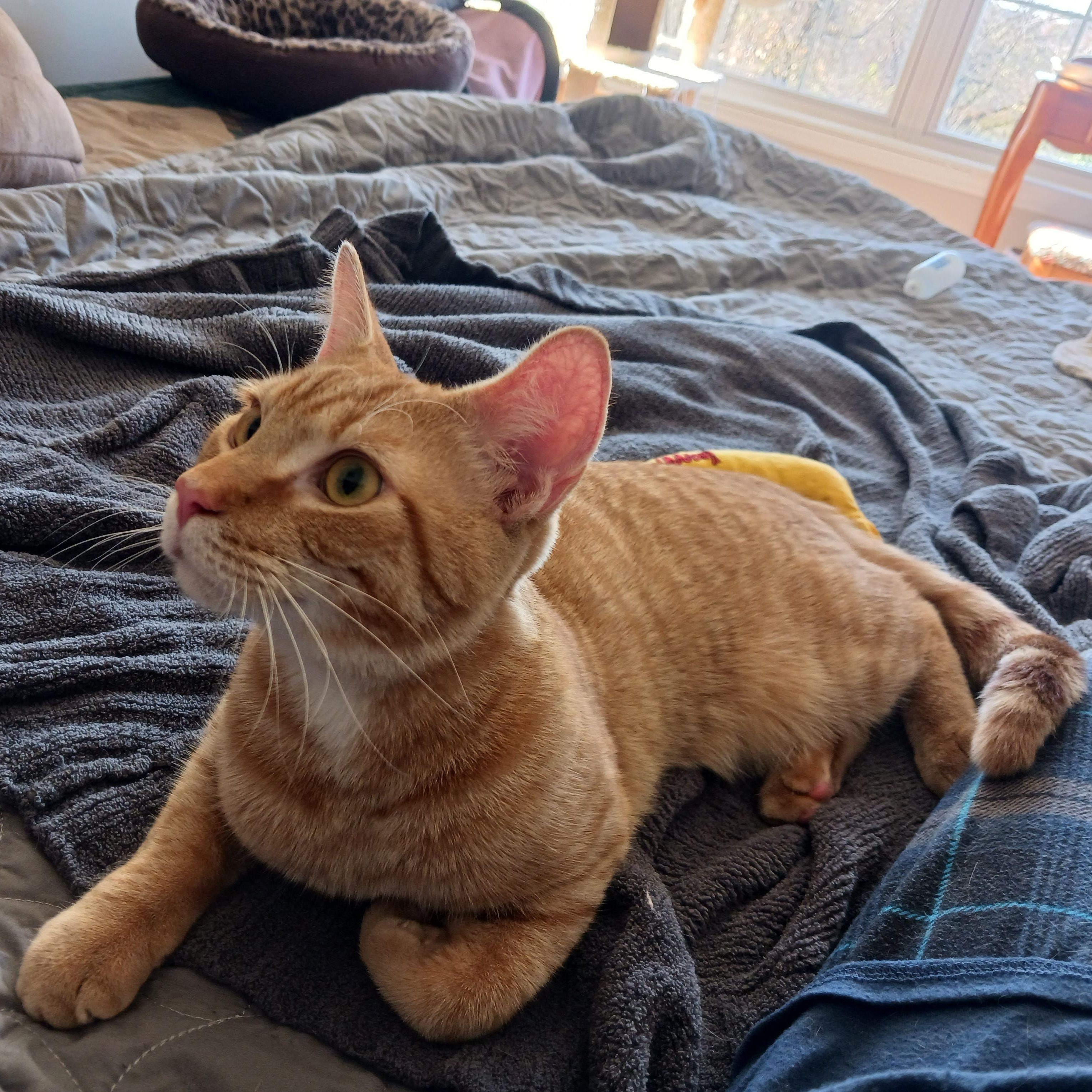 Butterfinger, Adoptable, Young Male Domestic Short Hair.