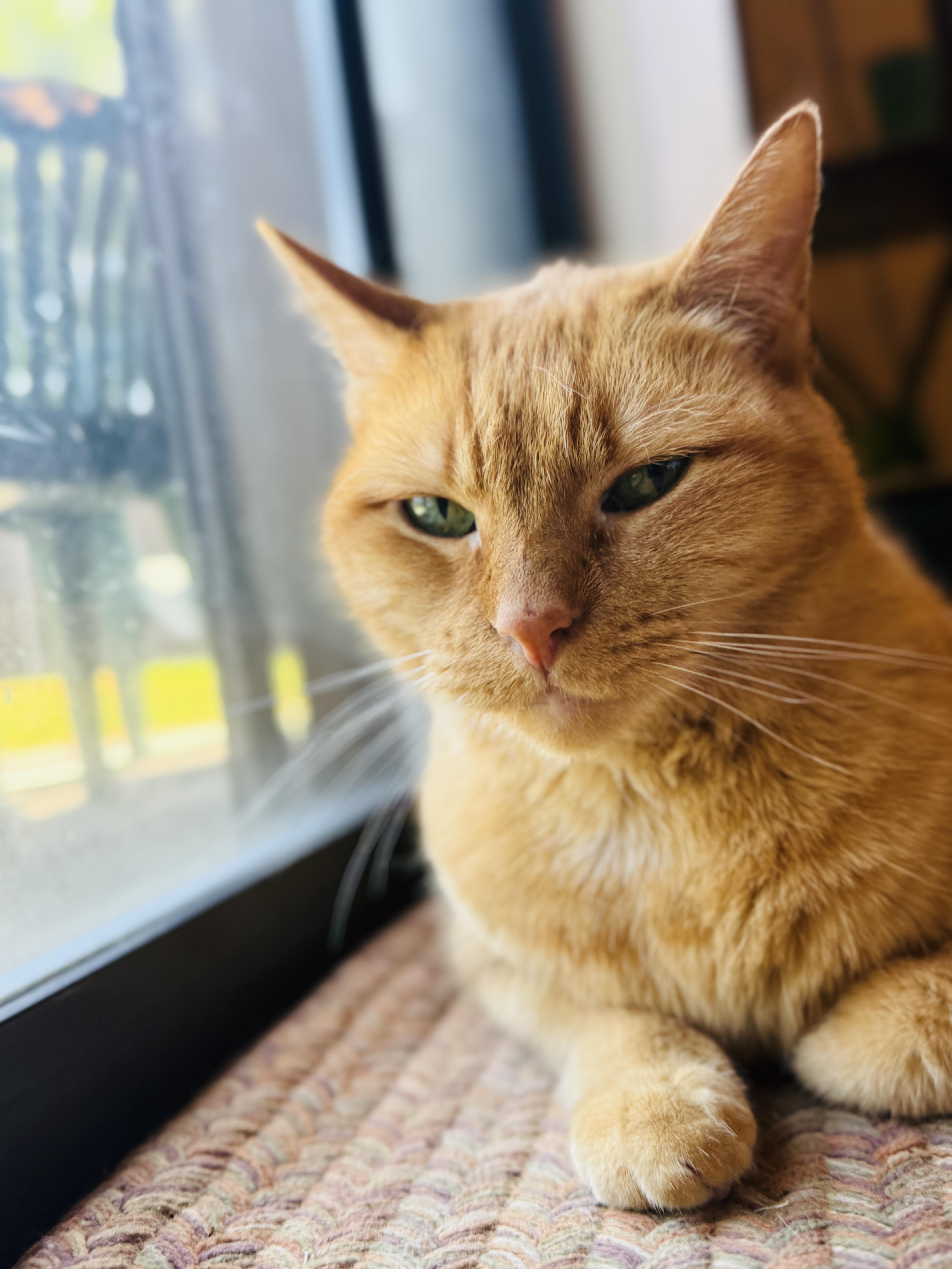 Peachy, Adoptable, Senior Female Domestic Short Hair.