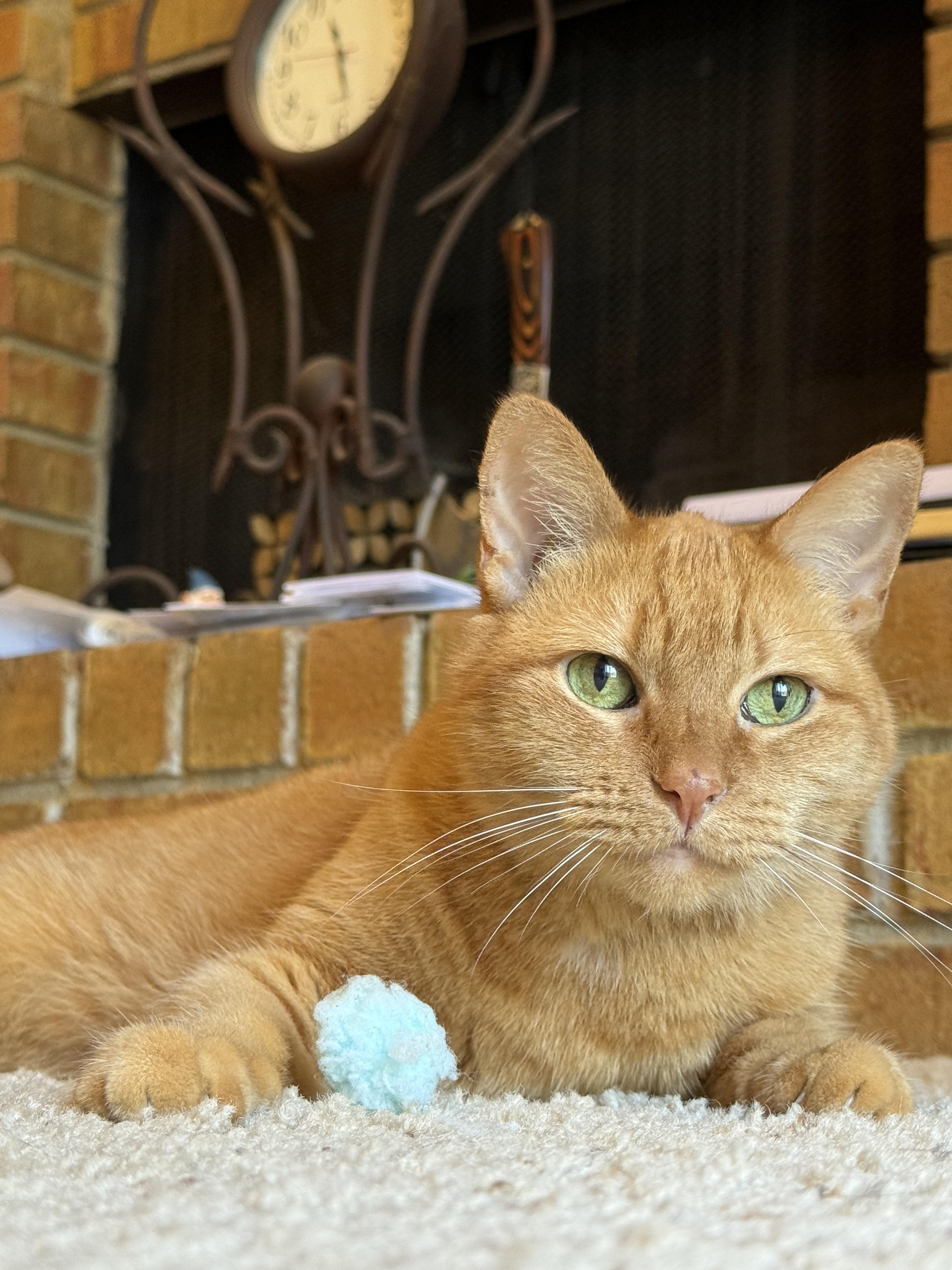 Enlarge Peachy, a Adoptable Domestic Short Hair in Keller, TX image 5/6