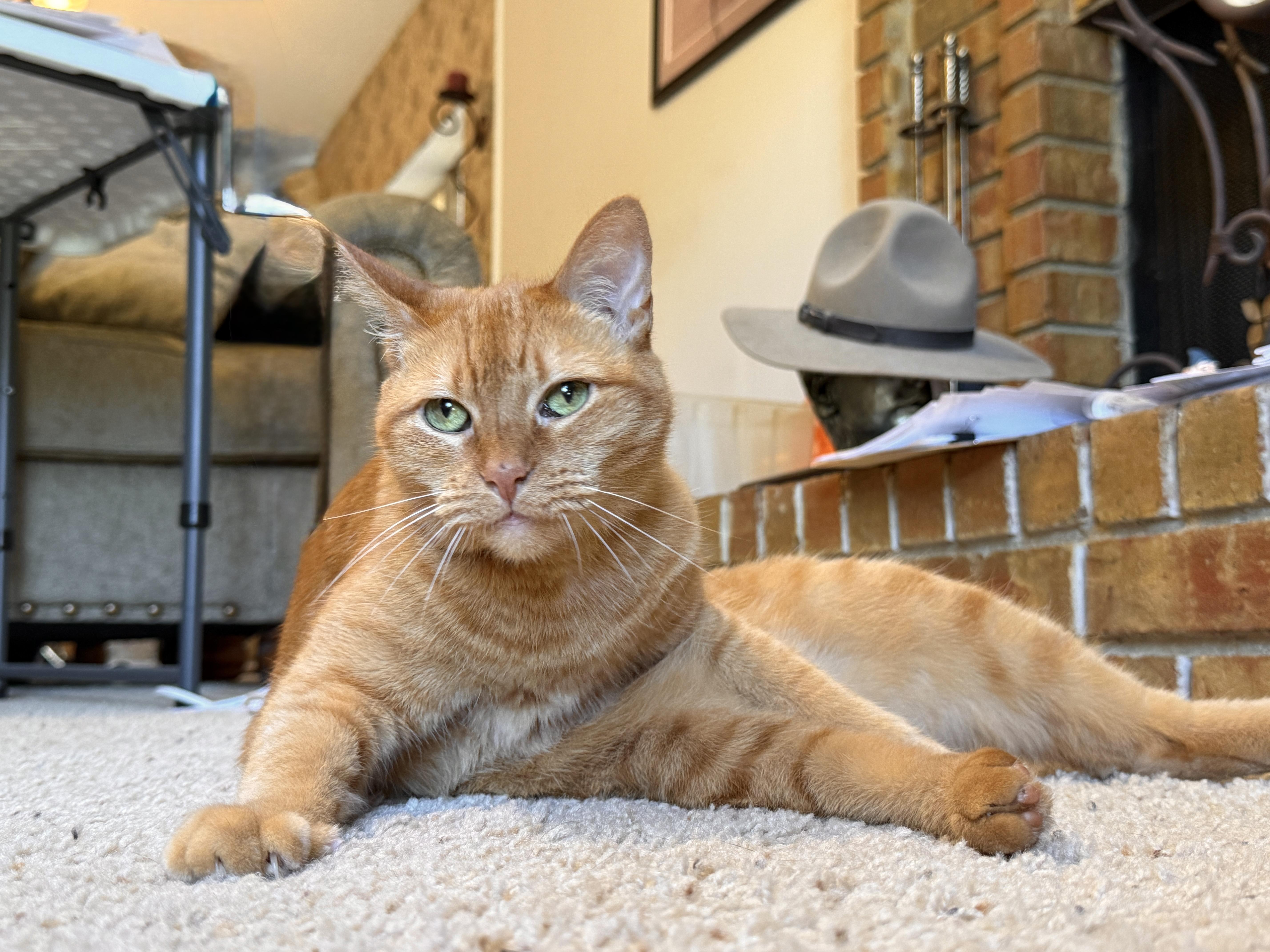 Enlarge Peachy, a Adoptable Domestic Short Hair in Keller, TX image 2/6