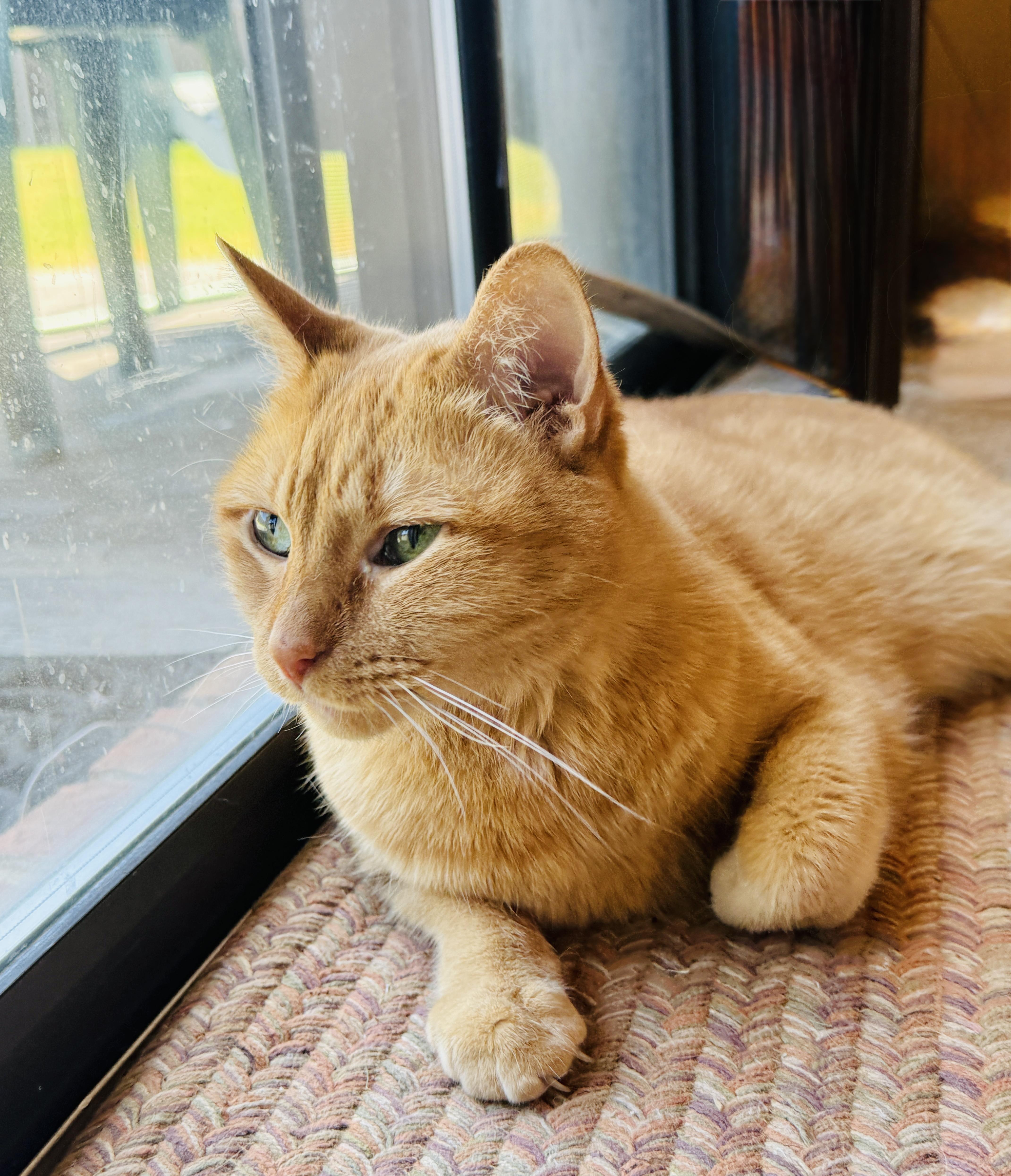 Enlarge Peachy, a Adoptable Domestic Short Hair in Keller, TX image 3/6