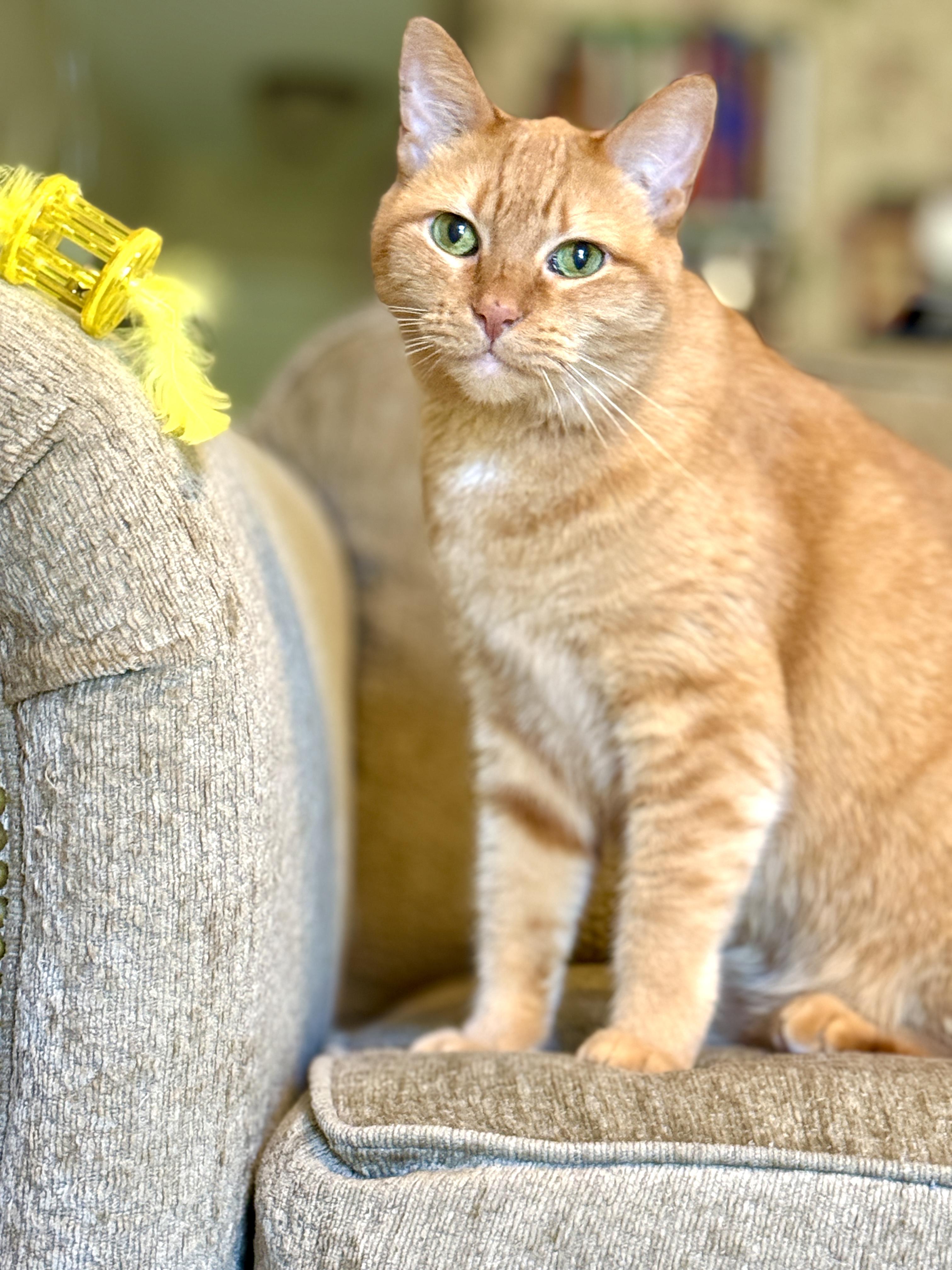 Enlarge Peachy, a Adoptable Domestic Short Hair in Keller, TX image 4/6
