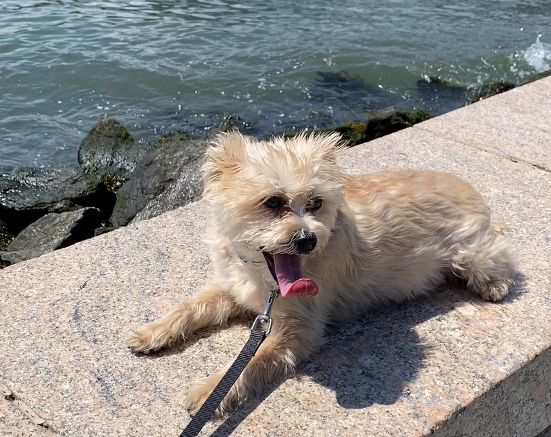 Enlarge Cooper, a Adopted Morkie in Flushing, NY image 1/2