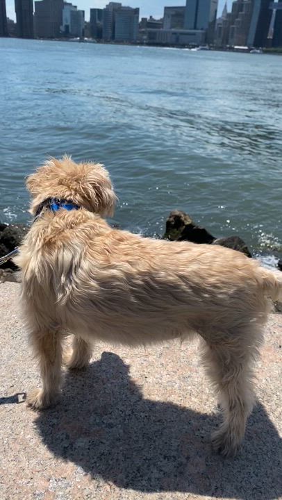 Enlarge Cooper, a Adopted Morkie in Flushing, NY video 2/2