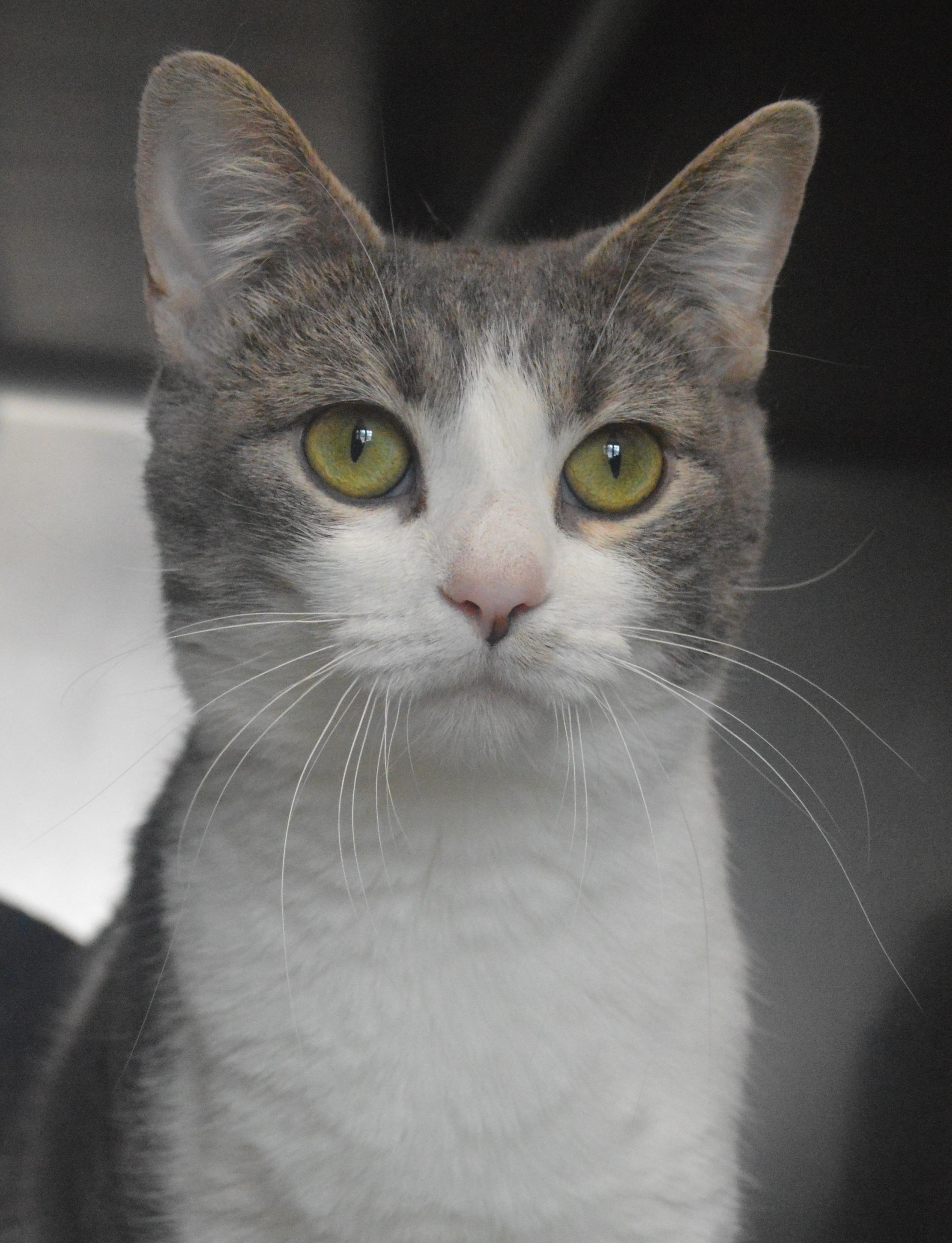 Shorty Short, adopted, Young Female Domestic Short Hair.