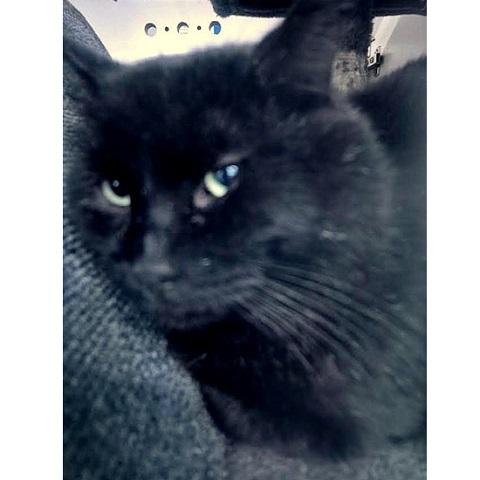 Goose, a ADOPTABLE Domestic Medium Hair in Salt Lake City, UT image 3/3