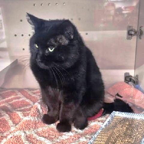 Goose, a ADOPTABLE Domestic Medium Hair in Salt Lake City, UT image 3/3