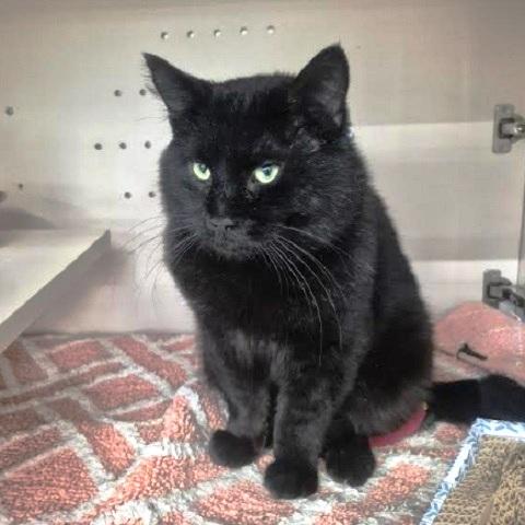 Goose, a ADOPTABLE Domestic Medium Hair in Salt Lake City, UT image 2/3