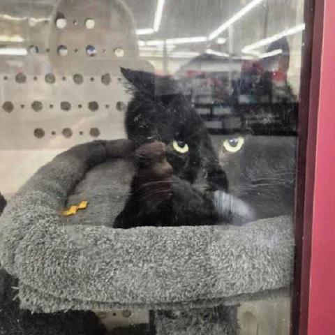 Goose, a ADOPTABLE Domestic Medium Hair in Salt Lake City, UT image 1/3