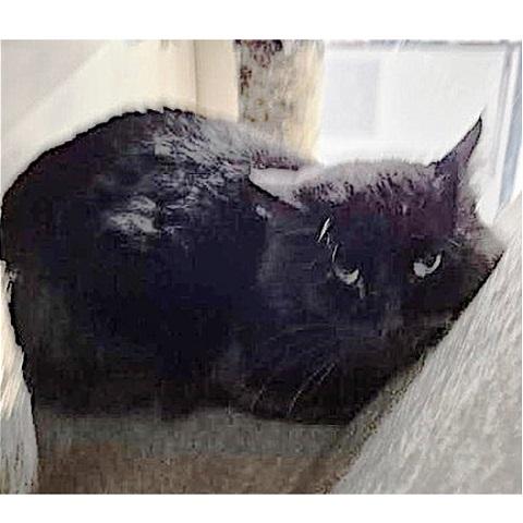 Goose, a ADOPTABLE Domestic Medium Hair in Salt Lake City, UT image 2/3