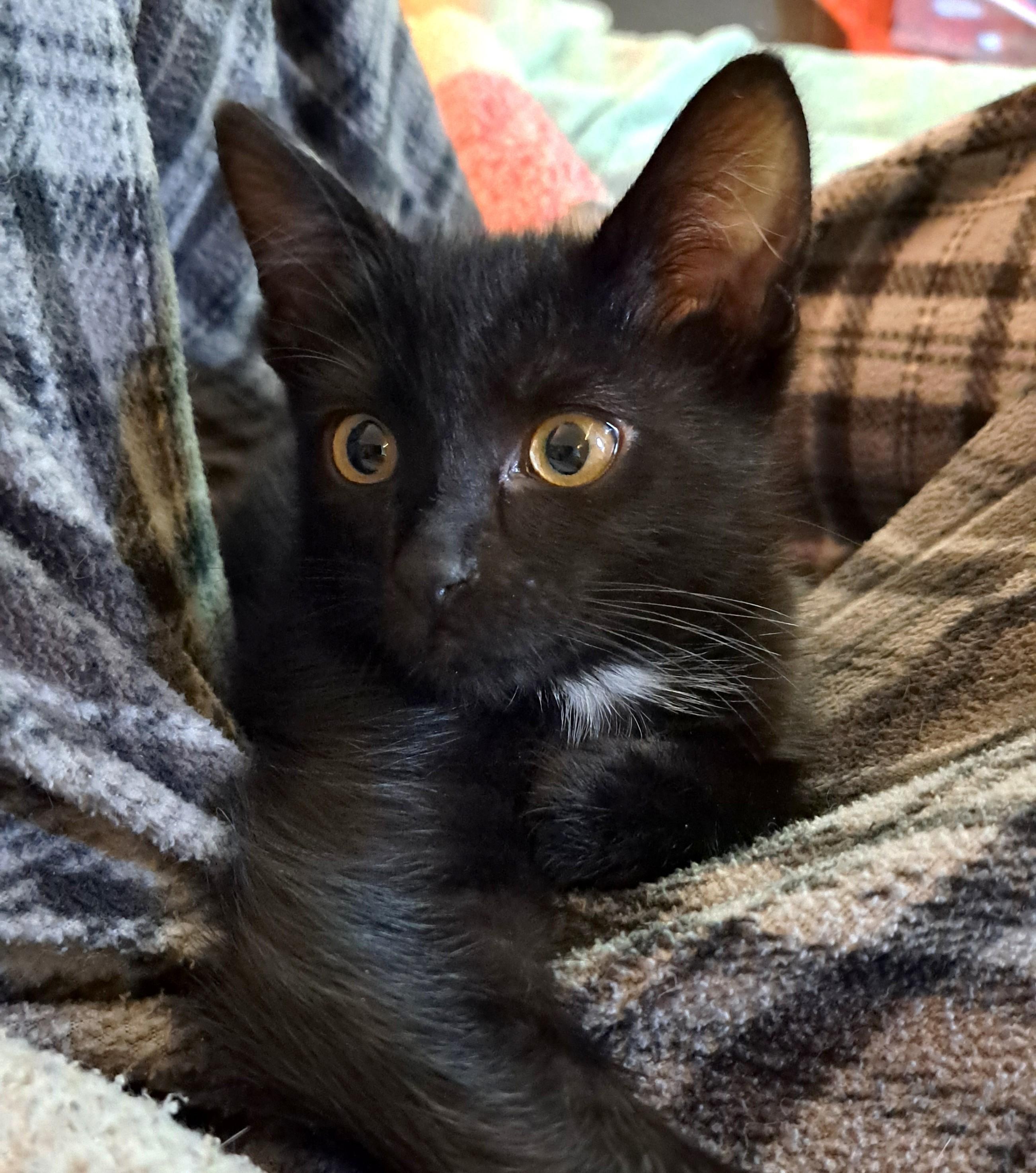 Chewie, Adoptable, Kitten Male Domestic Short Hair.